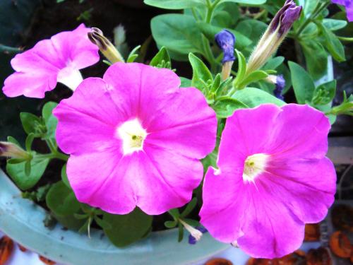 最適合花箱種植的花，不僅好看，養(yǎng)護(hù)也很方便！